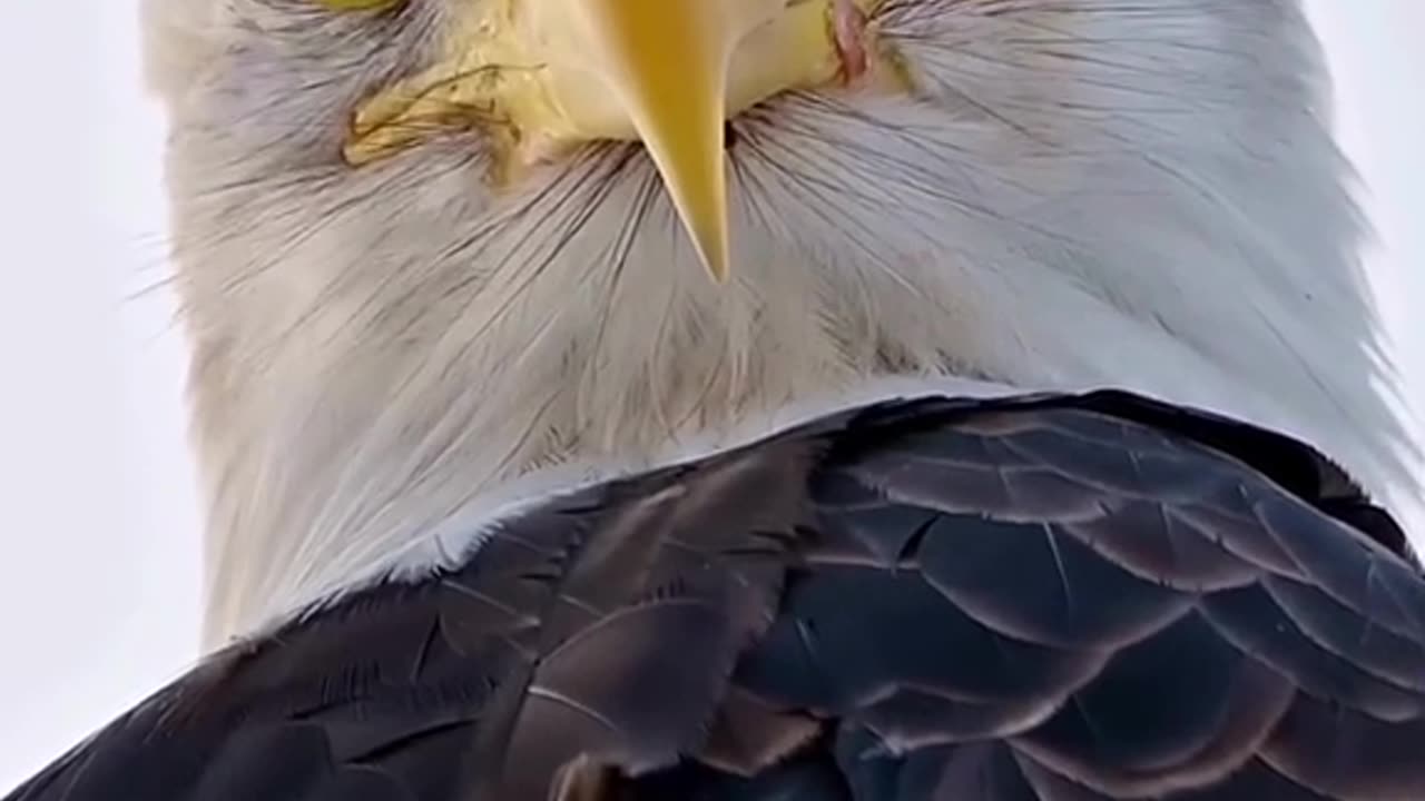 The Wonderful Flight Of The Eagle.