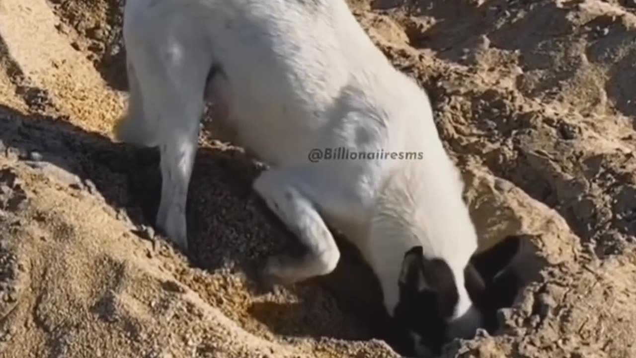 The most heart breaking video you will ever watch.