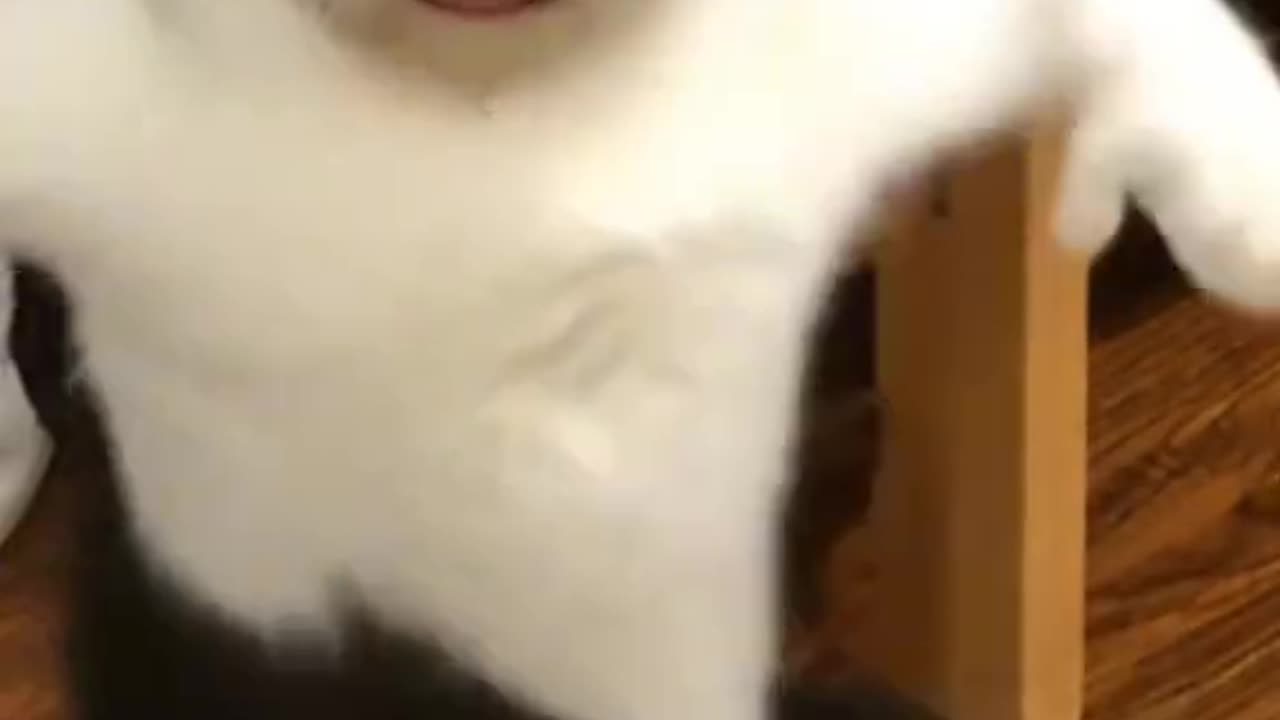 Cat doing Chipi chipi chapa chapa TikTok Dance