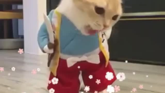 Best cat funny status videos || cat videos || (laugh to make laugh) cat