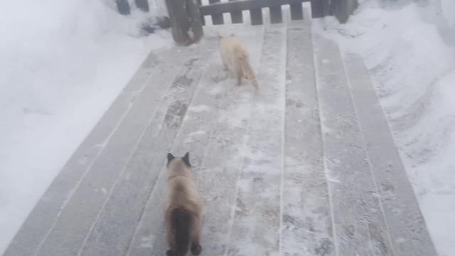 beautiful Siamese cat 🐱