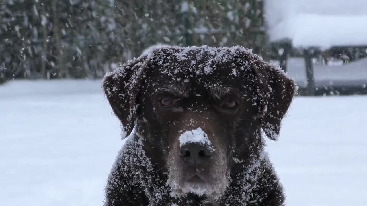 dog under snow