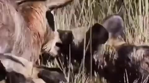 Animal hyena antelope