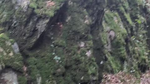 Rock formations in Devil's glen gorge, Wicklow, Ireland