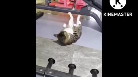 This cute cat is trying to burn belly fat 🤣🤣| Funny cate 2022.