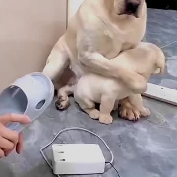 Dog save baby hard touching vedio