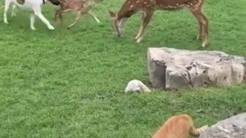 Funny movement with dog.cat and deer