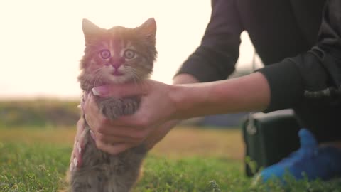 Young woman playing with her kitten, human-animal relationships