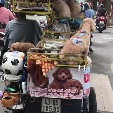 Look what I saw in Vietnam on my way to work ! 😍
