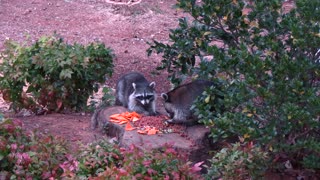 Raccoon video for Barbara