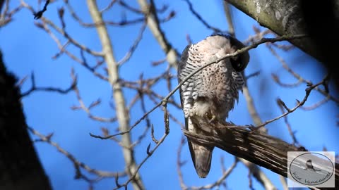 Peregrine takes a nap after lunch