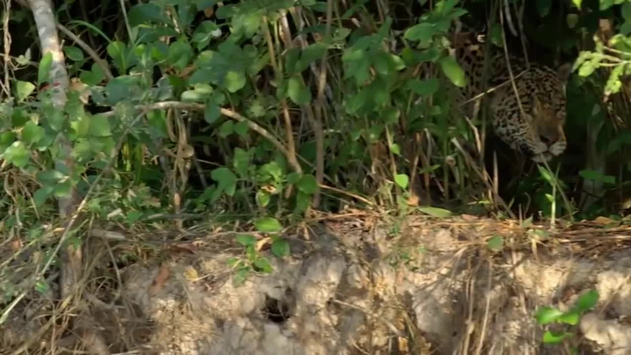 Jaguar vs croco combat à mort!!! incroyable!!