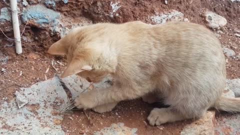 OMG the cat plays with the locust 😮, did you kill him😥?, Oh! my God!!