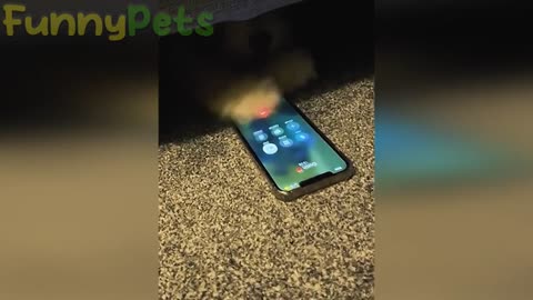 Funniest cats 🐱 and dogs🐕