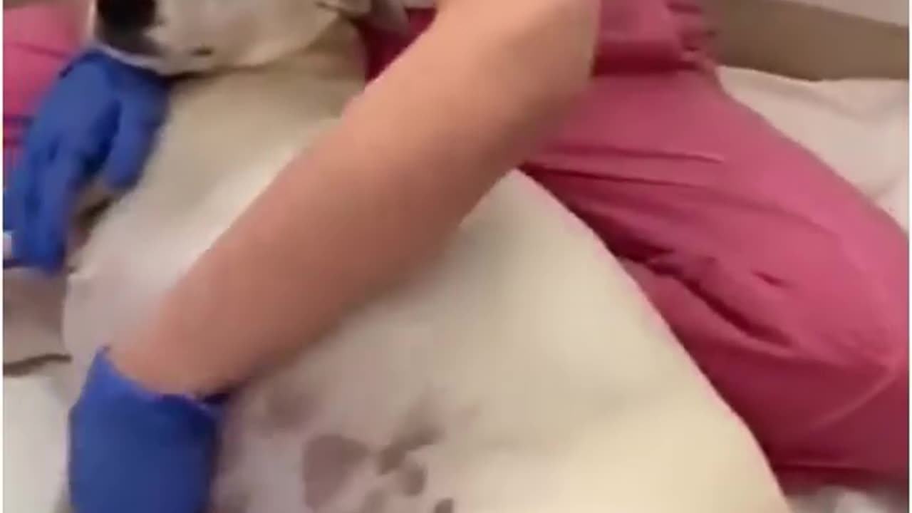 9 Weeks Pregnant Mama Dog Abandoned In Front Of Our Shelter Gave Birth To 14 Little Cute Puppies!