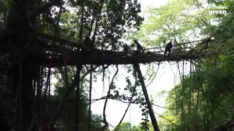 Like being inside Jurassic Park': India's living bridges are testament to the power of nature