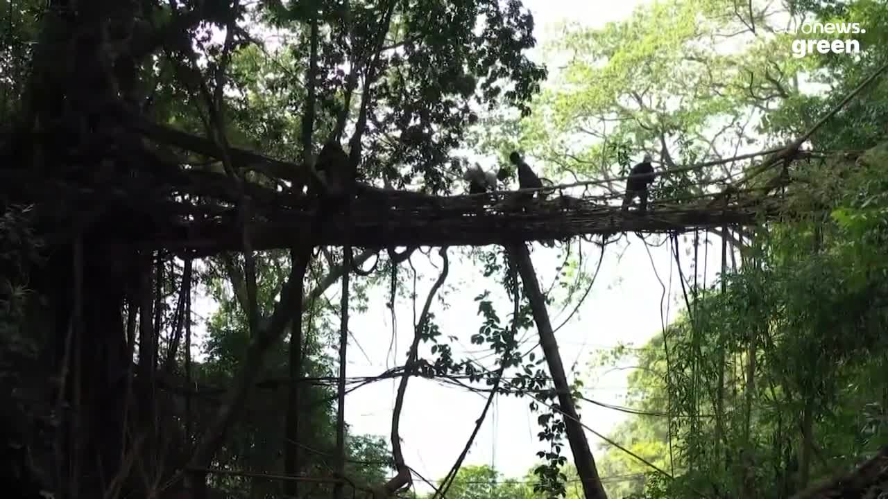 Like being inside Jurassic Park': India's living bridges are testament to the power of nature