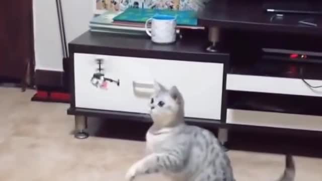 CAT GOES UP AND STRIKES HELICOPTER πΎπ