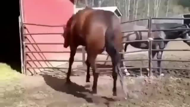 Made your day with these funny and cute Horses | Funny horse videos compilation