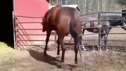 Made your day with these funny and cute Horses | Funny horse videos compilation