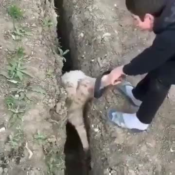 Don't be like this sheep