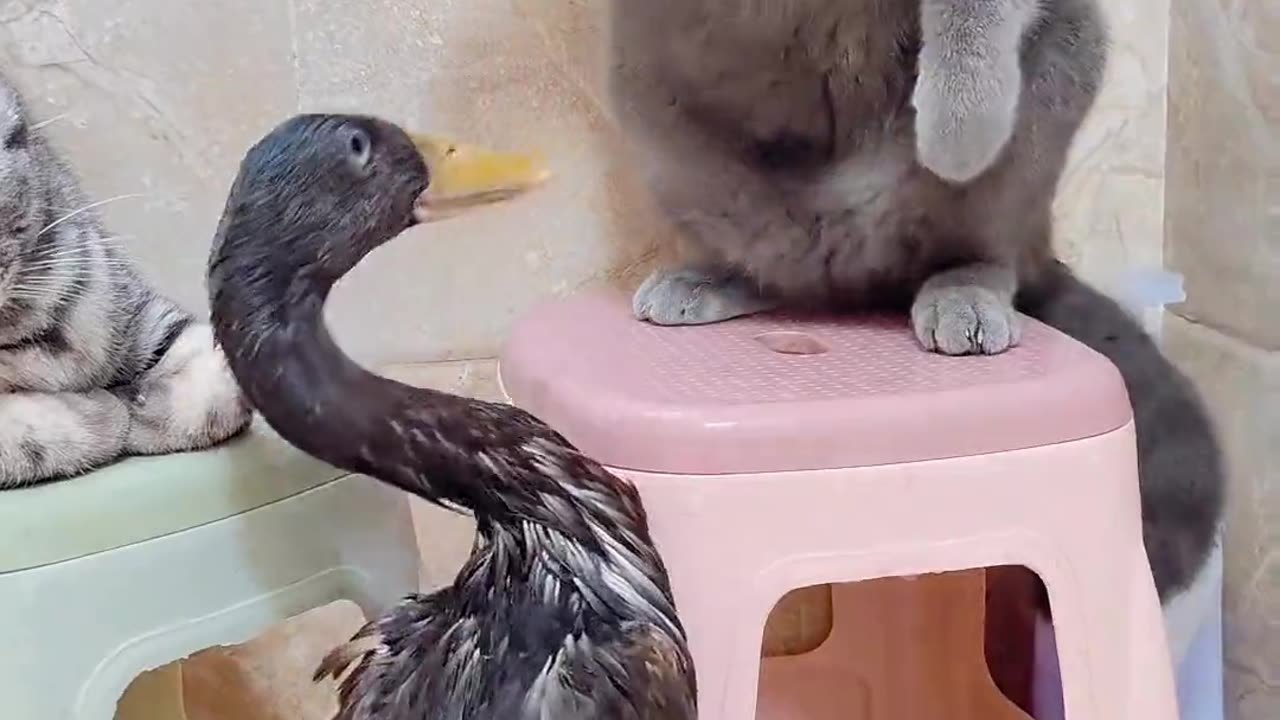Duck fight with two cats