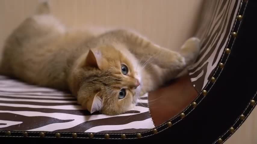 Hosico is sweetest friend