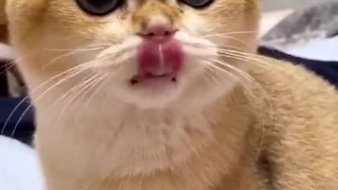 Funny animals cat