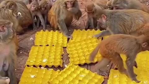 Monkey Eating Eggs 🤮🤮🤮