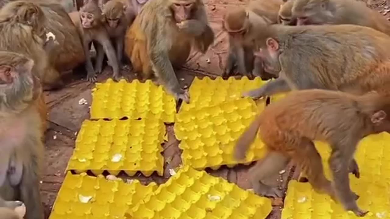 Monkey Eating Eggs 🤮🤮🤮