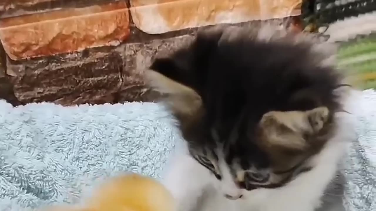 Kising cats
