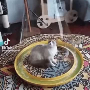 Cute Cat Gif