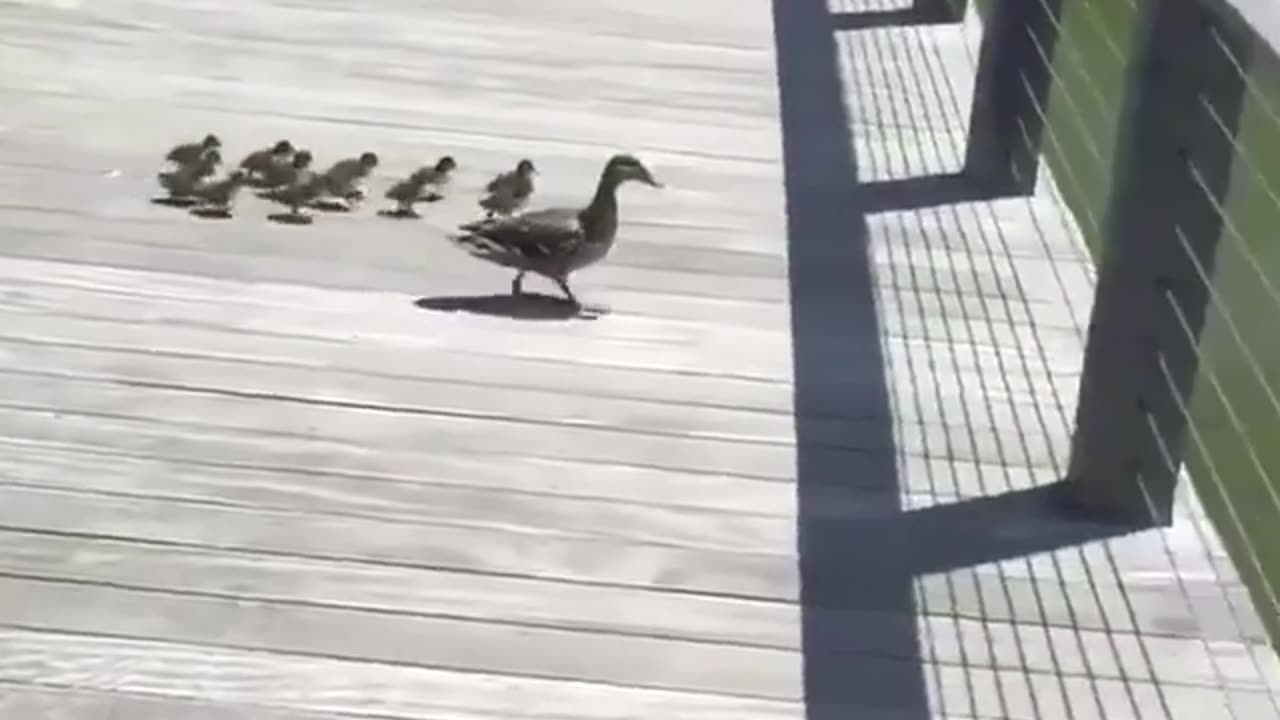 Cute Little Ducklings