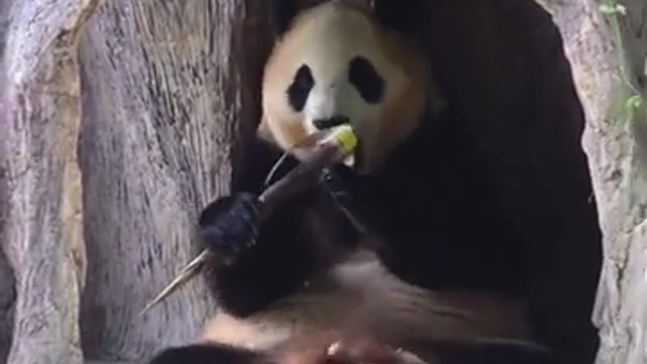 Cute Panda