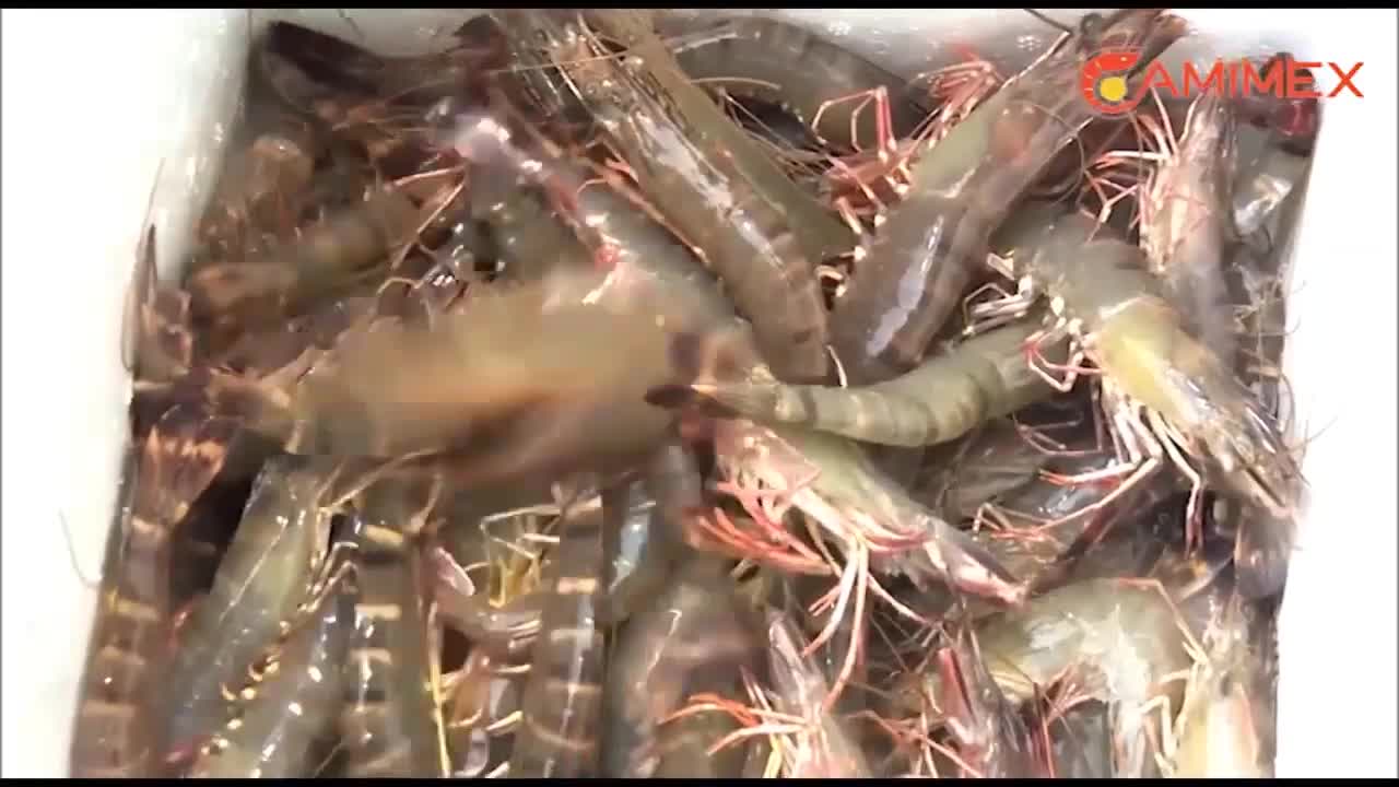Virtual Tour Mangrove Shrimp