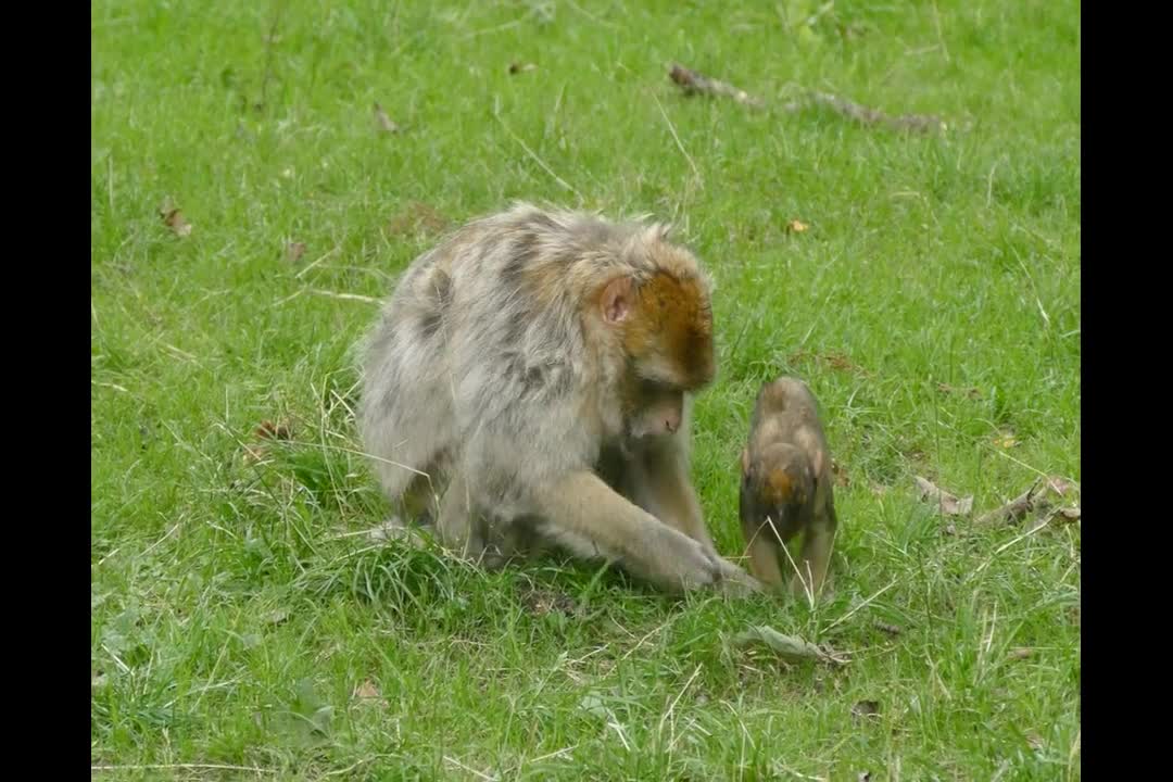 Baby Monkey Compilation