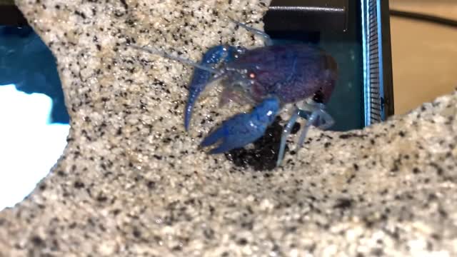 Blue LOBSTER Crawfish EGGS get Home AQUARIUM!