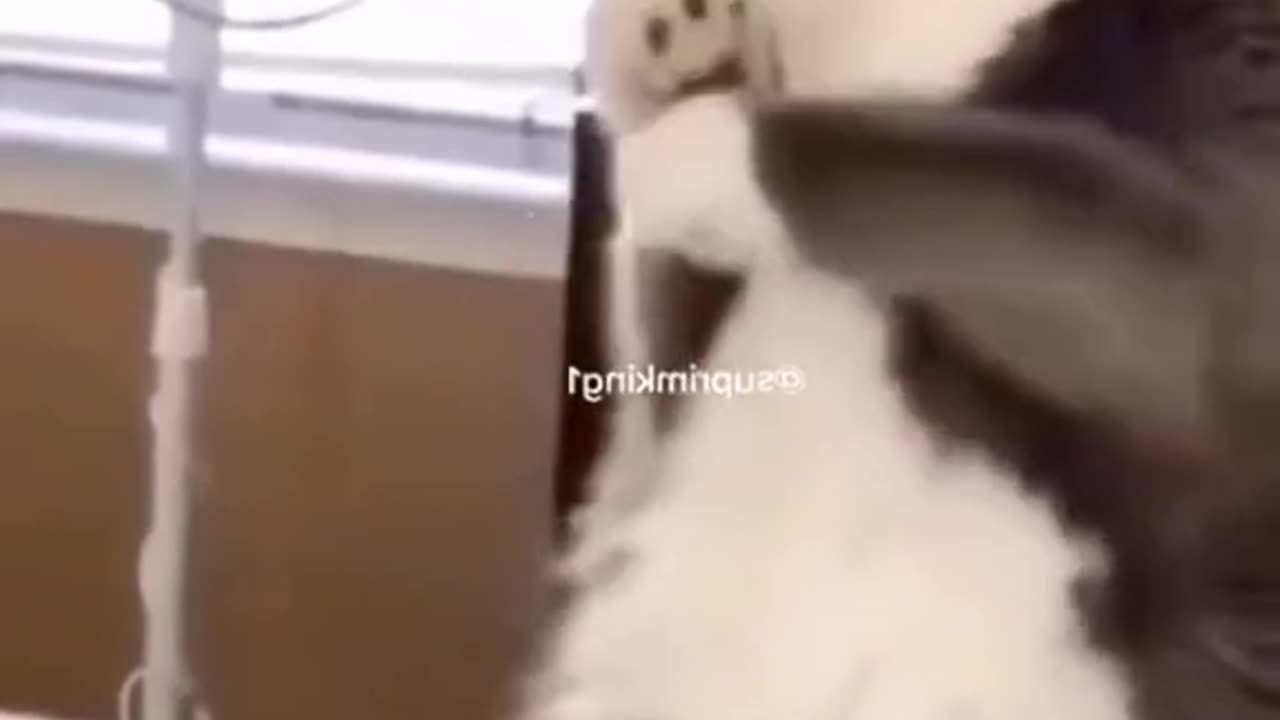 Funny video, funny animal 😂