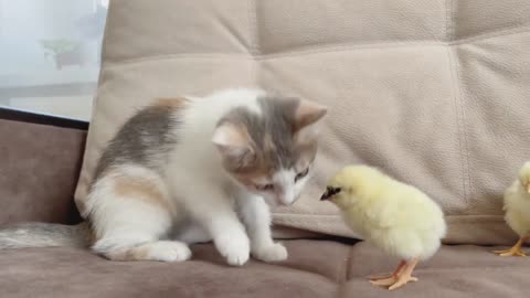 Tiny Chicken And Cat Playing Eachother