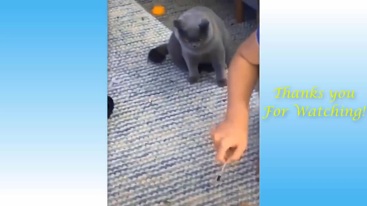 Best Of The Funny Animal Videos