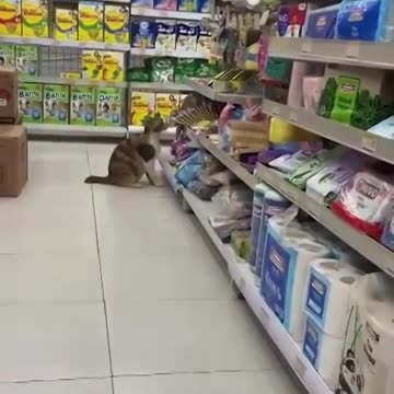 Sneaky cat steals food from mini-mart shelf in daring heist