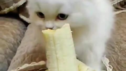 Cat eating banana video