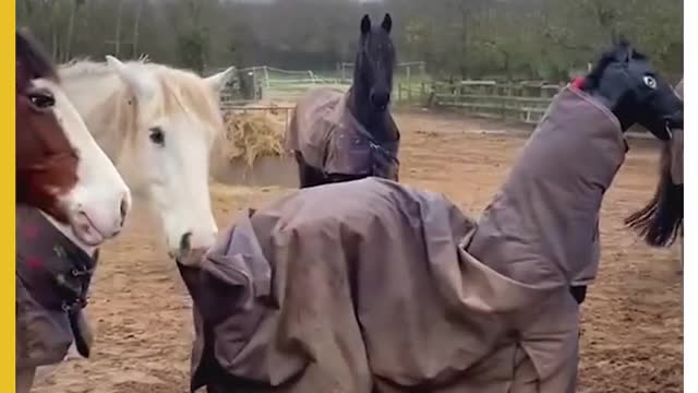 People Dress up as Horses and interact with them in farm