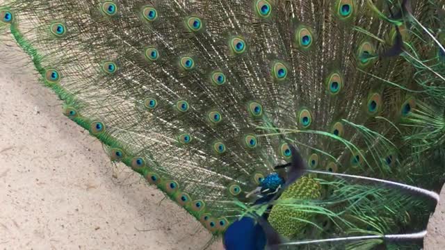 Confused Peacock Presents to White Turkey