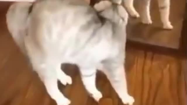 Try Not To Laugh or Grin While Watching Funny Animals Compilation Last part