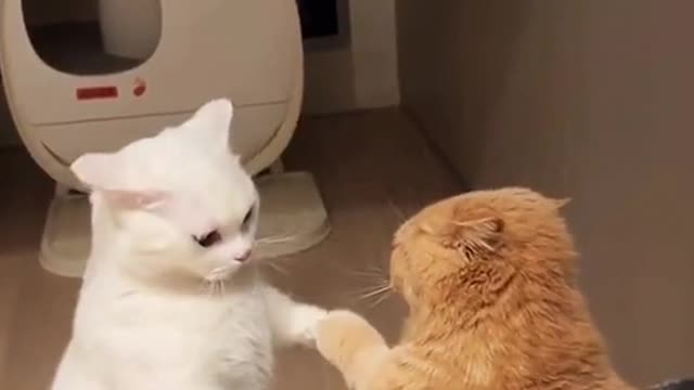 Funny cat