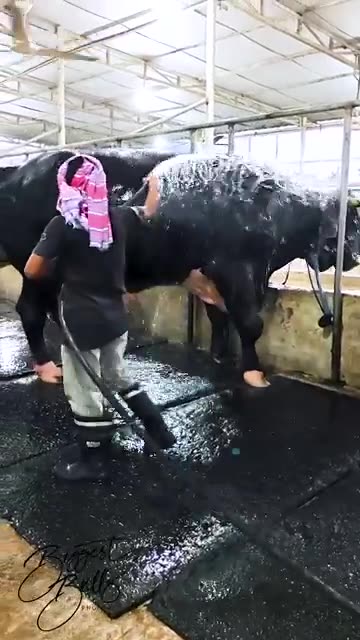 World's biggest bull