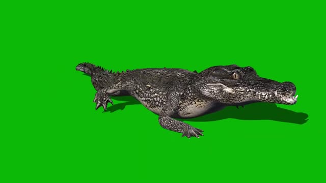 key element large reptile crocodile synthetic display