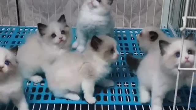 group of cute cats