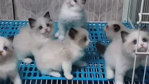 group of cute cats